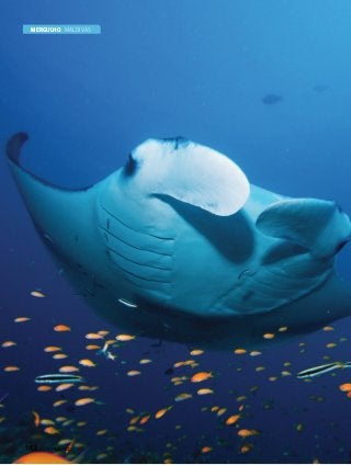 MERGULHO Maldivas

142  PERFILNÁUTICO

 