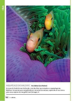 Click
Arquipélago das Maldivas

Foto: Giuliana Corso (Prodivers)

As cores do fundo do mar de Kuredu, uma das ilhas que compõem o arquipélago das
Maldivas. Um paraíso para mergulhadores e amantes da natureza, explorada no seu íntimo
pela nossa repórter de mergulho Carol Schrappe.

162  PERFILNÁUTICO

 