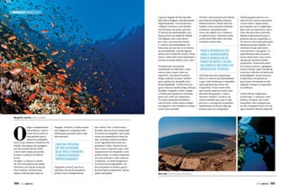 MERGULHO EGITO
Logo na chegada do tão esperado
blue hole a imagem é absolutamente
impressionante. Um azul de tirar
o fôlego! Um buraco azul situado
em um banco de corais, que tem
97 metros de profundidade e fica
mais ao norte da cidade de Dahab.
Tem ligação com o mar aberto
por cima, com uma das bordas
a 7 metros de profundidade. Por
baixo tem um arco até os 53 metros
de profundidade, fazendo ligação
direta com o fundo do oceano. Dessa
forma, o blue hole é bem iluminado e
mesmo no fundo ainda é azul-claro.
Durante toda a jornada de
treinamento no blue hole, o mar
estava calmo, pouco vento na
superfície, mas abaixo da linha
d’água nada de corrente. Perfeito
para a prática do mergulho livre
de profundidade. Treinei forte por
quatro dias até minha amiga Adriana
Brandão, fotografa e atleta, chegar
a Dahab para seguirmos treinando
juntas até a data da competição.
Ter uma companhia brasileira é
tudo de bom, tenho muitos amigos
estrangeiros, mas brasileiro é sempre
muito mais animado.

Fizemos vários passeios por Dahab,
pois além de mergulhos existem
muitos atrativos. Desde andar de
camelo e fazer um jantar beduíno
no deserto, até passear pelo
centro da cidade e ver a cultura e
o comércio local. Treinamos todos
os dias neste blue hole e nós duas
evoluímos muito bem.

TODA A PENÍNSULA DO
SINAI É MARAVILHOSA
PARA O MERGULHO DE
TODOS OS NÍVEIS, DESDE
UM SIMPLES BATISMO ATÉ
MERGULHOS TÉCNICOS
Dois dias antes do campeonato
desci a 71 metros de profundidade,
o que é mais fundo que o mergulho
que programei para fazer em
competição. Estava muito feliz,
mas à noite comecei a sentir uma
dorzinha de garganta. Como a
Adriana é médica, receitou-me
vários remédios para que eu não
piorasse e conseguisse mergulhar.
Infelizmente no dia de folga que
fizemos antes da competição,

minha garganta piorou e eu,
além da dor, estava começando
a tossir muito. Fiquei muito
preocupada com a competição,
pois a dor era suportável, mas a
tosse não dava para controlar.
Mesmo assim anunciei para o
primeiro dia da competição os
70 metros como tinha planejado.
Mesmo um pouco abatida, fui
confiante de que tudo daria
certo durante o mergulho. Os
aquecimentos antes da prova
foram muito bons, mas a tosse
não parava durante minhas
respirações. Tossi muito antes
de começar a prova, a garganta
estava irritada, senti vontade de
tossir por volta dos 40 metros de
profundidade. Decidi retornar
à superfície e me preservar
para tentar novamente no dia
seguinte, sempre na esperança
de melhorar.
Último dia de competição,
acordei pior. A Adriana, como
médica, orientou-me a nem
mergulhar. Mas expliquei que
eu não conseguiria ficar fora da
água somente olhando depois

Mergulho colorido entre os peixes

O

lugar é simplesmente
maravilhoso, rústico
tenho de reconhecer,
mas perfeito para a
prática do mergulho
livre. Eu já conhecia o balneário de
Dahab, mas apenas de passagem,
por isso mesmo decidi voltar
e ficar mais tempo para poder
treinar e conhecer as belezas
locais.
No Egito, a cultura e o modo
de viver das pessoas são muito
diferentes em relação ao Brasil.
Para começar, aconteceram
alguns contratempos logo na

144  PERFILNÁUTICO

chegada. Primeiro, minhas malas
não chegaram e ninguém tinha
informações precisas sobre onde
elas estariam.

L0go na chegada
do tão esperado
blue hole a imagem
é absolutamente
impressionante
Chegando ao hotel, que fica a
uma hora de táxi do aeroporto,
minha reserva simplesmente

não existia. Pior, o hotel estava
fechado, pois era baixa temporada.
Na escola de mergulho, meu nome
estava na competição do final do
mês, mas não constava nenhum
treino agendado para mim nos
próximos 15 dias. Depois de um
dia só com a roupa do corpo, sem
equipamentos de mergulho e sem
poder treinar, os ventos sopraram
em outra direção e tudo começou
a melhorar. As malas chegaram e
os treinos foram agendados. Eu,
bem instalada no melhor quarto
do hotel (para compensar), queria
muito mergulhar.

Blue Hole visto de cima, e de dentro

PERFILNÁUTICO 

145

 