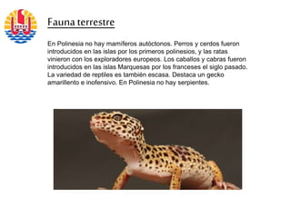Faunaterrestre
En Polinesia no hay mamíferos autóctonos. Perros y cerdos fueron
introducidos en las islas por los primeros polinesios, y las ratas
vinieron con los exploradores europeos. Los caballos y cabras fueron
introducidos en las islas Marquesas por los franceses el siglo pasado.
La variedad de reptiles es también escasa. Destaca un gecko
amarillento e inofensivo. En Polinesia no hay serpientes.
 