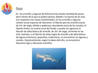 En los arrecifes y lagunas de Polinesia hay amplia variedad de peces,
pero menos de lo que se podría pensar, debido a la lejanía de las islas
con respecto a las masas continentales. En los arrecifes y lagunas
rondan varias especies de tiburones: el tiburón gris de arrecife (raira),
de 2m. de largo, afilado y poderoso, abundante cerca de los canales; el
tiburón limón, se mueve cerca del fondo, y puede ser agresivo; el
tiburón de aleta blanca de arrecife, de 3m. de largo, corriente en las
islas Tuamotu; y el tiburón de aleta negra de arrecife y de aleta blanca
de laguna (mamaru), pequeños, inofensivos, se encuentran en lagunas y
canales. Ocasionalmente, según la época del año, se encuentran
tiburones tigre y tiburones martillos.
Peces
 