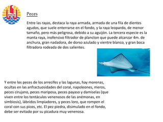 Entre las rayas, destaca la raya armada, armada de una fila de dientes
agudos, que suele enterrarse en el fondo, y la raya leopardo, de menor
tamaño, pero más peligrosa, debido a su aguijón. La tercera especie es la
manta raya, inofensivo filtrador de plancton que puede alcanzar 4m. de
anchura, gran nadadora, de dorso azulado y vientre blanco, y gran boca
filtradora rodeada de dos salientes.
Peces
Y entre los peces de los arrecifes y las lagunas, hay morenas,
ocultas en las anfractuosidades del coral, napoleones, meros,
peces cirujano, peces mariposa, peces payaso y damiselas (que
viven entre los tentáculos venenosos de las anémonas, en
simbiosis), lábridos limpiadores, y peces loro, que rompen el
coral con sus picos, etc. El pez piedra, disimulado en el fondo,
debe ser evitado por su picadura muy venenosa.
 