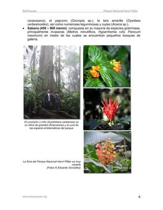 BioParques                                            Parque Nacional Henri Pittier


      caracasana), el yagrumo (Cecropia sp.), la tara amarilla (Oyedaea
      verbesinoides), así como numerosas leguminosas y cujíes (Acacia sp.).
     Sabana (450 – 900 msnm): compuesta en su mayoría de especies gramíneas,
      principalmente invasoras (Melinis minutiflora, Hyparrhemia rufa, Panicum
      maximum) en medio de las cuales se encuentran pequeños bosques de
      galería.




    El cucharón o niño (Gyranthera caribensis) es
    un árbol de grandes dimensiones y es una de
        las especie emblemáticas del parque




La flora del Parque Nacional Henri Pittier es muy
                                           variada
                    (Fotos © Eduardo González)




www.bioparques.org                                                                    6
 