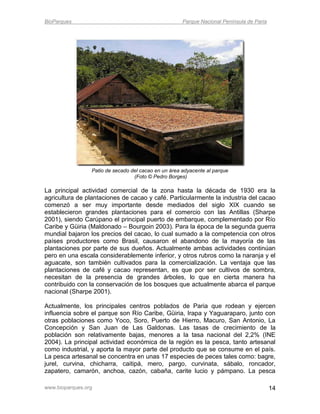 BioParques                                            Parque Nacional Península de Paria




                 Patio de secado del cacao en un área adyacente al parque
                                  (Foto © Pedro Borges)

La principal actividad comercial de la zona hasta la década de 1930 era la
agricultura de plantaciones de cacao y café. Particularmente la industria del cacao
comenzó a ser muy importante desde mediados del siglo XIX cuando se
establecieron grandes plantaciones para el comercio con las Antillas (Sharpe
2001), siendo Carúpano el principal puerto de embarque, complementado por Río
Caribe y Güiria (Maldonado – Bourgoin 2003). Para la época de la segunda guerra
mundial bajaron los precios del cacao, lo cual sumado a la competencia con otros
países productores como Brasil, causaron el abandono de la mayoría de las
plantaciones por parte de sus dueños. Actualmente ambas actividades continúan
pero en una escala considerablemente inferior, y otros rubros como la naranja y el
aguacate, son también cultivados para la comercialización. La ventaja que las
plantaciones de café y cacao representan, es que por ser cultivos de sombra,
necesitan de la presencia de grandes árboles, lo que en cierta manera ha
contribuido con la conservación de los bosques que actualmente abarca el parque
nacional (Sharpe 2001).

Actualmente, los principales centros poblados de Paria que rodean y ejercen
influencia sobre el parque son Río Caribe, Güiria, Irapa y Yaguaraparo, junto con
otras poblaciones como Yoco, Soro, Puerto de Hierro, Macuro, San Antonio, La
Concepción y San Juan de Las Galdonas. Las tasas de crecimiento de la
población son relativamente bajas, menores a la tasa nacional del 2,2% (INE
2004). La principal actividad económica de la región es la pesca, tanto artesanal
como industrial, y aporta la mayor parte del producto que se consume en el país.
La pesca artesanal se concentra en unas 17 especies de peces tales como: bagre,
jurel, curvina, chicharra, caitipá, mero, pargo, curvinata, sábalo, roncador,
zapatero, camarón, anchoa, cazón, cabaña, carite lucio y pámpano. La pesca

www.bioparques.org                                                                         14
 