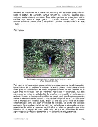 BioParques                                            Parque Nacional Península de Paria


industrial se especializa en el sistema de arrastre y está orientada principalmente
hacia la captura del camarón, aunque también se conservan aquellas otras
especies capturadas en sus redes. Entre estas especies se encuentran: bagre,
curvina, raya, mojarra, pargo guanaco, curvinata, roncador, cazón, camarón
marrón, camarón blanco, cataco, lamparosa, camarón titi (Hidromet – FLASA
1995).


2.5. Turismo




                Sendero para excursionistas en las cercanías del Cerro Humo
                                 (Foto © Rodolfo Castillo)

Este parque nacional posee grandes áreas boscosas con muy poca intervención,
que lo convierten en su principal atractivo para tanto para el turismo contemplativo
como para las excursiones. El puesto de guardaparques de las Melenas es el
lugar más frecuentado por los visitantes nacionales y extranjeros. Allí son
numerosas las visitas de estudiantes de colegios de educación primaria quienes
realizan diversas actividades al aire libre, en donde participan los guardaparques
mediante la realización de charlas. Los turistas extranjeros vienen principalmente
con la finalidad de observar aves, debido a que esta zona tiene un marcado
endemismo así como una gran diversidad de especies. No existe una actividad
constante de operadoras turísticas, pero en Las Melenas se desarrollan algunos
programas de visitas y recorridos organizados por diversas posadas que están
ubicadas en la región de Paria, entre ellas las que se encuentran en fincas
agroecológicas y otras que conforman la red denominada Proyecto Paria.


www.bioparques.org                                                                         15
 