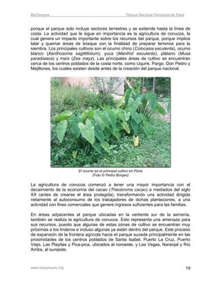 BioParques                                            Parque Nacional Península de Paria


porque el parque solo incluye sectores terrestres y se extiende hasta la línea de
costa. La actividad que le sigue en importancia es la agricultura de conucos, la
cual genera un impacto importante sobre los recursos del parque, porque implica
talar y quemar áreas de bosque con la finalidad de preparar terrenos para la
siembra. Los principales cultivos son el ocumo chino (Colocasia esculenta), ocumo
blanco (Xanthosoma sagittifolium), yuca (Manihot esculenta), plátano (Musa
paradisiaca) y maíz (Zea mayz). Las principales áreas de cultivo se encuentran
cerca de los centros poblados de la costa norte, como Uquire, Pargo, Don Pedro y
Mejillones, los cuales existen desde antes de la creación del parque nacional.




                        El ocumo es el principal cultivo en Paria
                               (Foto © Pedro Borges)

La agricultura de conucos comenzó a tener una mayor importancia con el
decaimiento de la economía del cacao (Theobroma cacao) a mediados del siglo
XX (antes de crearse el área protegida), transformando una actividad dirigida
netamente al autoconsumo de los trabajadores de dichas plantaciones, a una
actividad con fines comerciales que genere ingresos suficientes para las familias.

En áreas adyacentes al parque ubicadas en la vertiente sur de la serranía,
también se realiza la agricultura de conucos. Esto representa una amenaza para
sus recursos, puesto que algunas de estas zonas de cultivo se encuentran muy
próximas a los linderos e incluso algunas ya están dentro del parque. Este proceso
de expansión de la frontera agrícola hacia el parque sucede principalmente en las
proximidades de los centros poblados de Santa Isabel, Puerto La Cruz, Puerto
Viejo, Las Playitas y Pica-pica, ubicados al noroeste, y Las Vegas, Naranjal y Río
Arriba, al suroeste.



www.bioparques.org                                                                         19
 