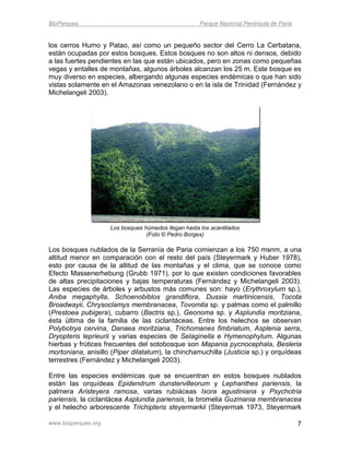 BioParques                                            Parque Nacional Península de Paria


los cerros Humo y Patao, así como un pequeño sector del Cerro La Cerbatana,
están ocupadas por estos bosques. Estos bosques no son altos ni densos, debido
a las fuertes pendientes en las que están ubicados, pero en zonas como pequeñas
vegas y entalles de montañas, algunos árboles alcanzan los 25 m. Este bosque es
muy diverso en especies, albergando algunas especies endémicas o que han sido
vistas solamente en el Amazonas venezolano o en la isla de Trinidad (Fernández y
Michelangeli 2003).




                     Los bosques húmedos llegan hasta los acantilados
                                  (Foto © Pedro Borges)

Los bosques nublados de la Serranía de Paria comienzan a los 750 msnm, a una
altitud menor en comparación con el resto del país (Steyermark y Huber 1978),
esto por causa de la altitud de las montañas y el clima, que se conoce como
Efecto Massenerhebung (Grubb 1971), por lo que existen condiciones favorables
de altas precipitaciones y bajas temperaturas (Fernández y Michelangeli 2003).
Las especies de árboles y arbustos más comunes son: hayo (Erythroxylum sp.),
Aniba megaphylla, Schoenobiblos grandiflora, Dussia martinicensis, Tocota
Broadwayii, Chrysoclamys membranacea, Tovomita sp. y palmas como el palmillo
(Prestoea pubigera), cubarro (Bactris sp.), Geonoma sp. y Asplundia moritziana,
ésta última de la familia de las ciclantáceas. Entre los helechos se observan
Polybotrya cervina, Danaea moritziana, Trichomanes fimbriatum, Asplenia serra,
Dryopteris leprieurii y varias especies de Selaginella e Hymenophylum. Algunas
hierbas y frútices frecuentes del sotobosque son Mapania pycnocephala, Besleria
mortoniana, anisillo (Piper dilatatum), la chinchamuchilla (Justicia sp.) y orquídeas
terrestres (Fernández y Michelangeli 2003).

Entre las especies endémicas que se encuentran en estos bosques nublados
están las orquídeas Epidendrum dunstervilleorum y Lephanthes pariensis, la
palmera Aristeyera ramosa, varias rubiáceas Ixora agustiniana y Psychotria
pariensis, la ciclantácea Asplundia pariensis, la bromelia Guzmania membranacea
y el helecho arborescente Trichipteris steyermarkii (Steyermak 1973, Steyermark

www.bioparques.org                                                                         7
 