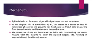 Mechanism
 Epithelial cells on the wound edges will migrate over exposed periosteum.
 As the surgical area is surrounded by KT, this serves as a source of cells of
keratinized phenotype and prevents non keratinized epithelial cells originating
from the oral mucosa proliferating onto the surgical area.
 The connective tissue and keratinized epithelial cells surrounding the wound
migrate from the margins to cover the exposed surgical site, resulting in
augmentation of the attached gingiva.
 