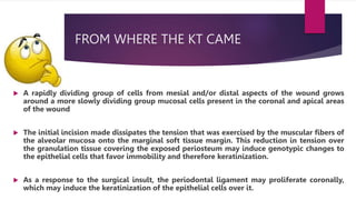 FROM WHERE THE KT CAME
 A rapidly dividing group of cells from mesial and/or distal aspects of the wound grows
around a more slowly dividing group mucosal cells present in the coronal and apical areas
of the wound
 The initial incision made dissipates the tension that was exercised by the muscular fibers of
the alveolar mucosa onto the marginal soft tissue margin. This reduction in tension over
the granulation tissue covering the exposed periosteum may induce genotypic changes to
the epithelial cells that favor immobility and therefore keratinization.
 As a response to the surgical insult, the periodontal ligament may proliferate coronally,
which may induce the keratinization of the epithelial cells over it.
 