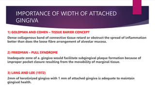 IMPORTANCE OF WIDTH OF ATTACHED
GINGIVA
1) GOLDMAN AND COHEN – TISSUE BARIER CONCEPT
Dense collagenous band of connective tissue retard or obstruct the spread of inflammation
better than does the loose fibre arrangement of alveolar mucosa.
2) FRIEDMAN – PULL SYNDROME
Inadequate zone of a. gingiva would facilitate subgingival plaque formation because of
improper pocket closure resulting from the movability of marginal tissue.
3) LANG AND LOE (1972)
2mm of keratinized gingiva with 1 mm of attached gingiva is adequate to maintain
gingival health.
 