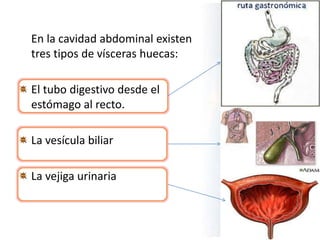 En la cavidad abdominal existen
tres tipos de vísceras huecas:
El tubo digestivo desde el
estómago al recto.
La vesícula biliar
La vejiga urinaria
 