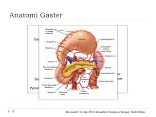 33+ Anatomi Gaster Ppt