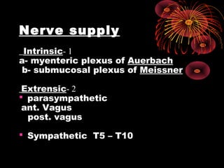 Nerve supply
1-Intrinsic
a- myenteric plexus of Auerbach
b- submucosal plexus of Meissner
2-Extrensic
 parasympathetic
ant. Vagus
post. vagus
 Sympathetic T5 – T10
 