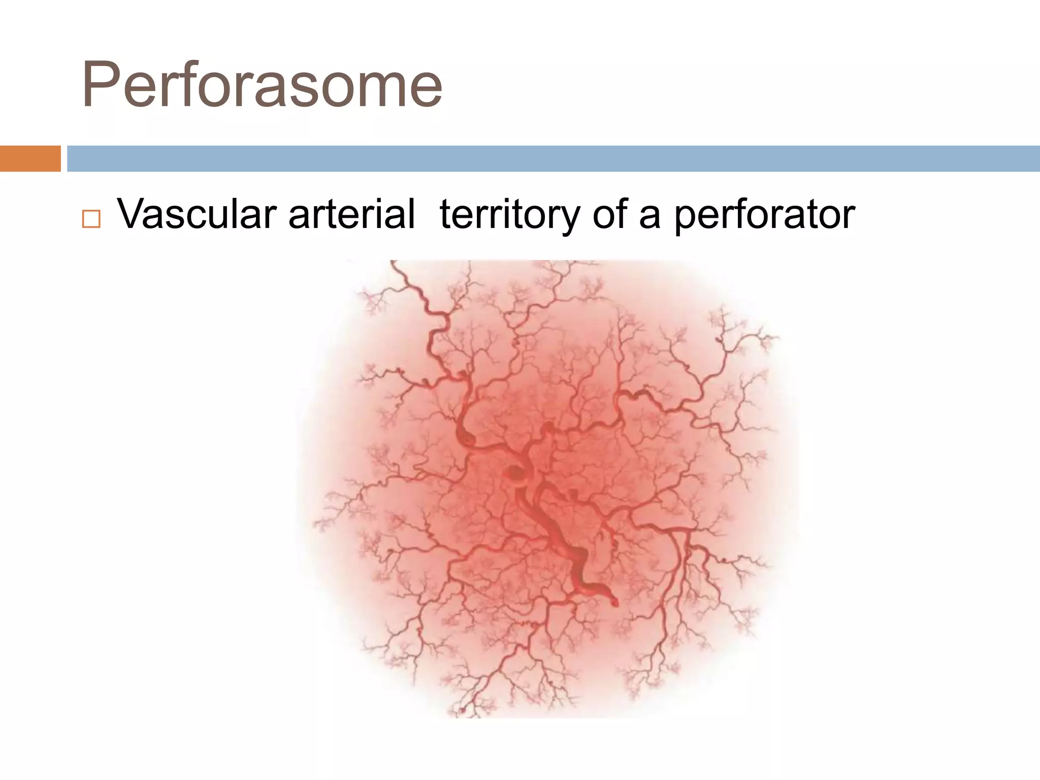 Perforasome
 Vascular arterial territory of a perforator
 