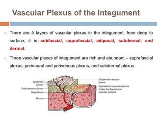 Vascular Plexus of the Integument
 There are 5 layers of vascular plexus in the integument, from deep to
surface; it is subfascial, suprafascial, adiposal, subdermal, and
dermal.
 Three vascular plexus of integument are rich and abundant – suprafascial
plexus, perineural and perivenous plexus, and subdermal plexus
 