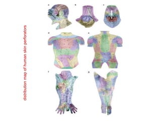 distribution
map
of
human
skin
perforators
 