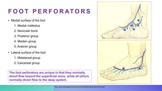F O O T P E R F O R AT O R S
• Medial surface of the foot
1. Medial malleolus
2. Navicular bone
3. Posterior group
4. Median group
5. Anterior group
• Lateral surface of the foot
1. Metatarsal group
2. Calcaneal group
https://www.phlebologia.com/veins-of-the-foot/perforating-veins-of-the-foot/
The foot perforators are unique in that they normally
direct flow toward the superficial veins, while all others
normally direct flow to the deep system.
 