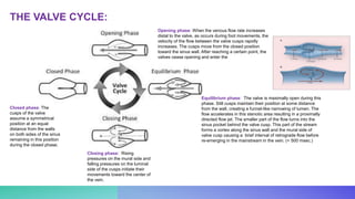 THE VALVE CYCLE:
Opening phase: When the venous flow rate increases
distal to the valve, as occurs during foot movements, the
velocity of the flow between the valve cusps rapidly
increases. The cusps move from the closed position
toward the sinus wall. After reaching a certain point, the
valves cease opening and enter the
Equilibrium phase: The valve is maximally open during this
phase. Still cusps maintain their position at some distance
from the wall, creating a funnel-like narrowing of lumen. The
flow accelerates in this stenotic area resulting in a proximally
directed flow jet. The smaller part of the flow turns into the
sinus pocket behind the valve cusp. This part of the stream
forms a vortex along the sinus wall and the mural side of
valve cusp causing a brief interval of retrograde flow before
re-emerging in the mainstream in the vein. (< 500 msec.)
Closing phase: Rising
pressures on the mural side and
falling pressures on the luminal
side of the cusps initiate their
movements toward the center of
the vein.
Closed phase: The
cusps of the valve
assume a symmetrical
position at an equal
distance from the walls
on both sides of the sinus
remaining in this position
during the closed phase.
 