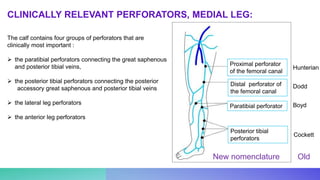 Proximal perforator
of the femoral canal
Distal perforator of
the femoral canal
Paratibial perforator
Posterior tibial
perforators
Old
New nomenclature
CLINICALLY RELEVANT PERFORATORS, MEDIAL LEG:
Hunterian
Dodd
Boyd
Cockett
The calf contains four groups of perforators that are
clinically most important :
 the paratibial perforators connecting the great saphenous
and posterior tibial veins,
 the posterior tibial perforators connecting the posterior
accessory great saphenous and posterior tibial veins
 the lateral leg perforators
 the anterior leg perforators
 