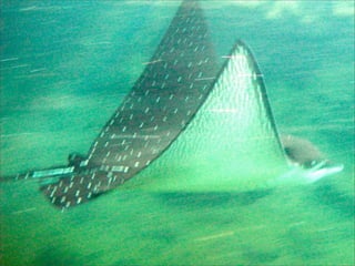 Performance Web côté client - Daspet / Sullivan - Paris Web 2008