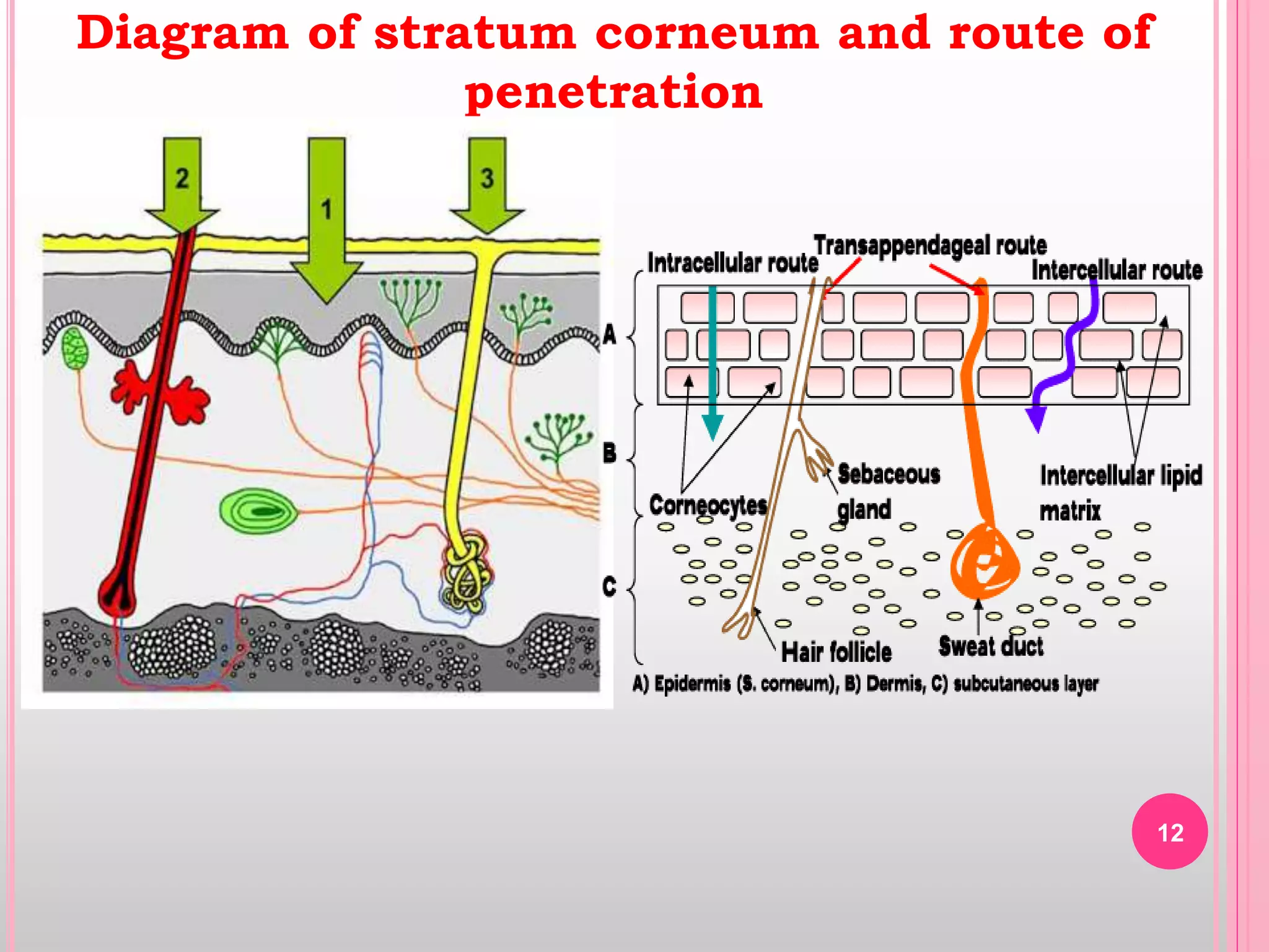 12
Diagram of stratum corneum and route of
penetration
 