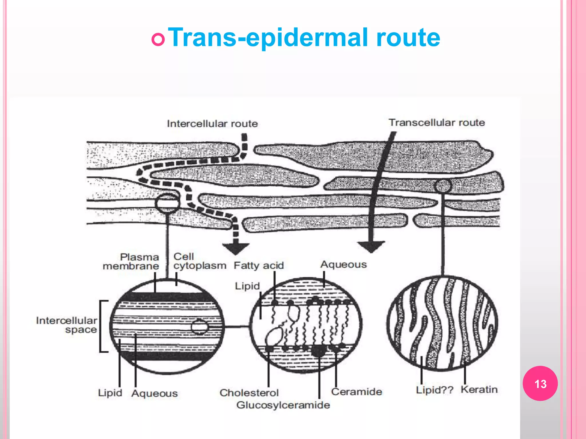 13
Trans-epidermal route
 