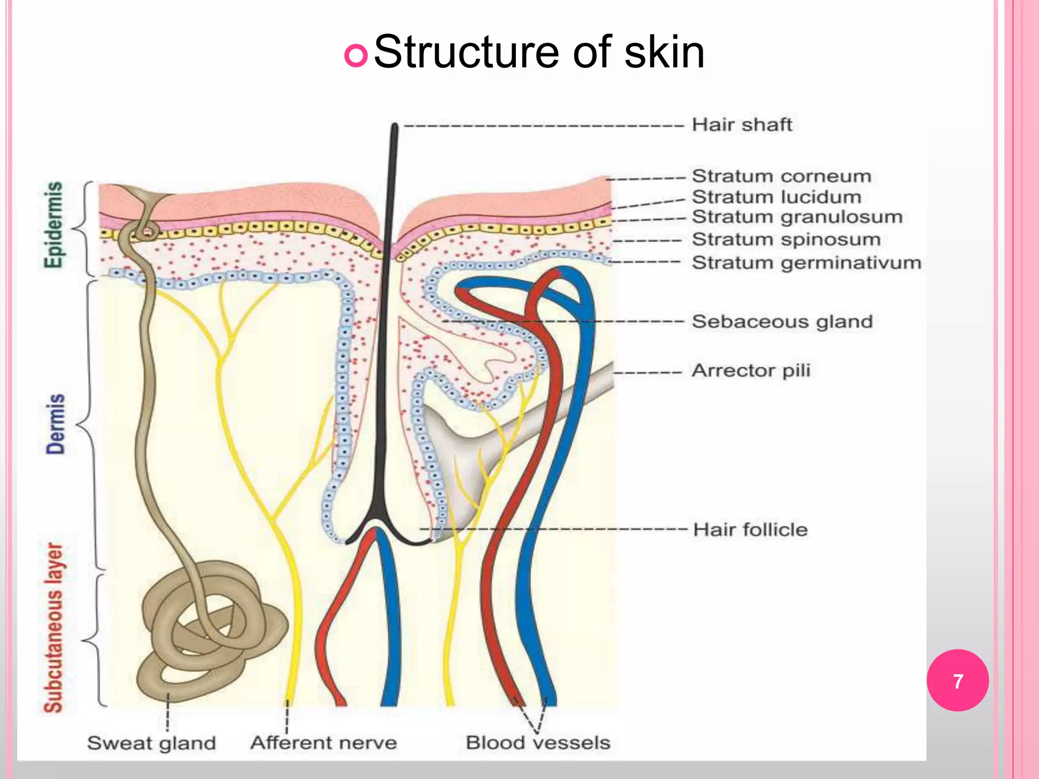 Structure of skin
7
 