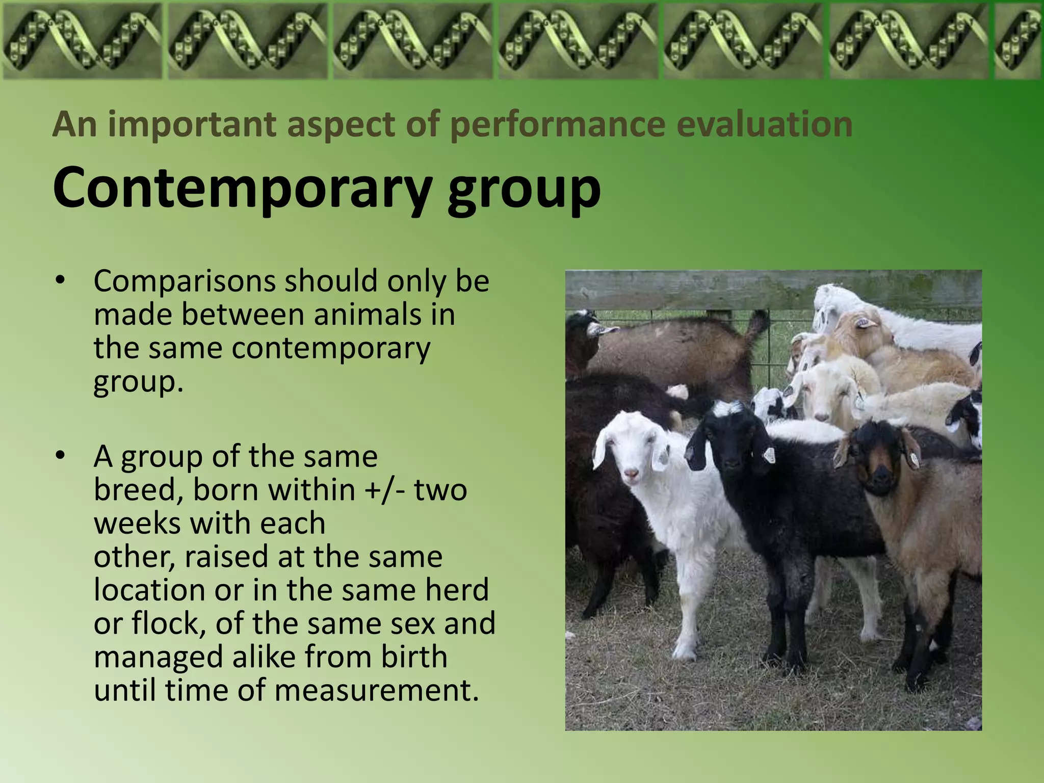 An important aspect of performance evaluation
Contemporary group
• Comparisons should only be
  made between animals in
  the same contemporary
  group.

• A group of the same
  breed, born within +/- two
  weeks with each
  other, raised at the same
  location or in the same herd
  or flock, of the same sex and
  managed alike from birth
  until time of measurement.
 