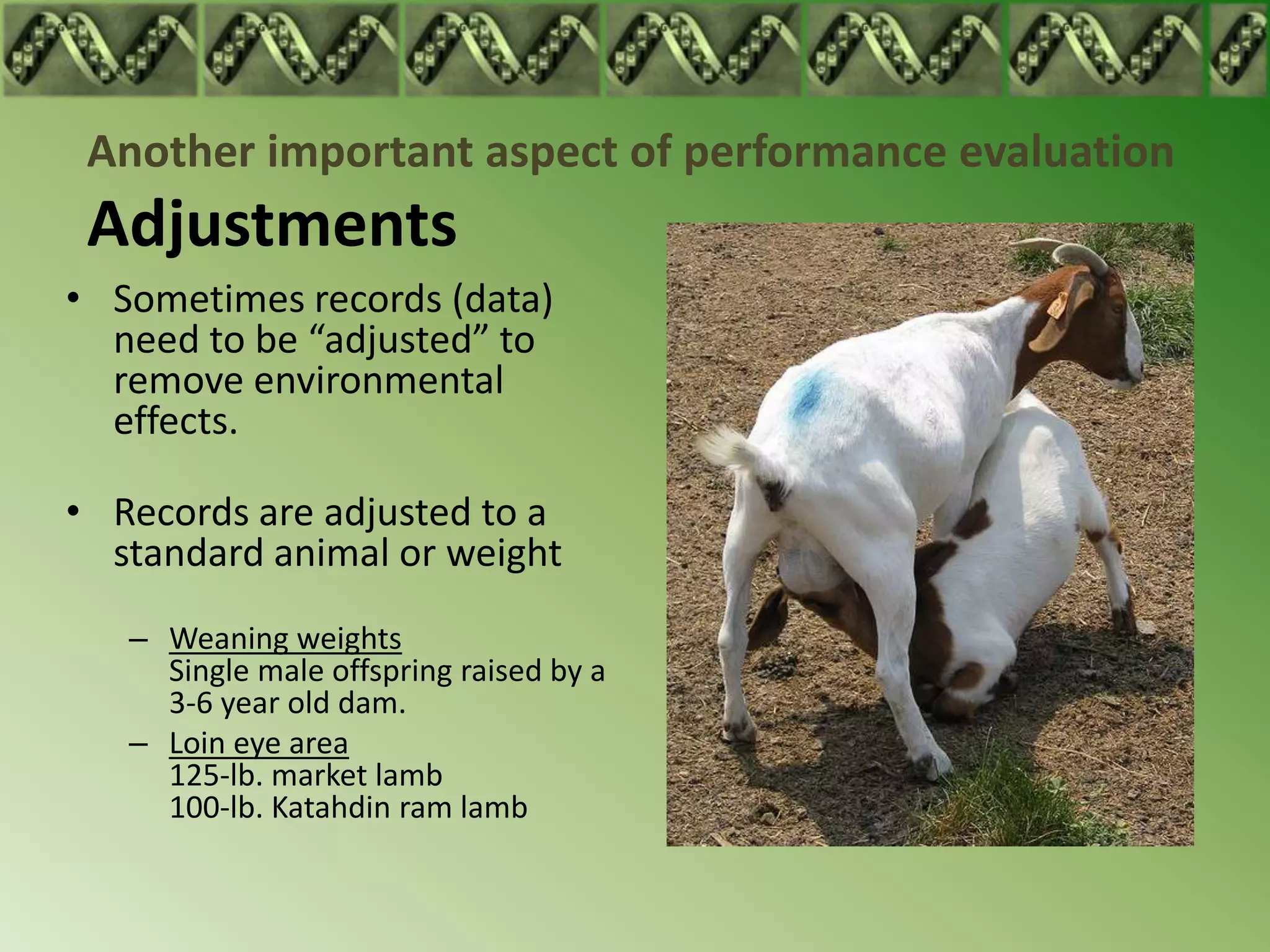Another important aspect of performance evaluation
 Adjustments
• Sometimes records (data)
  need to be “adjusted” to
  remove environmental
  effects.

• Records are adjusted to a
  standard animal or weight
   – Weaning weights
     Single male offspring raised by a
     3-6 year old dam.
   – Loin eye area
     125-lb. market lamb
     100-lb. Katahdin ram lamb
 