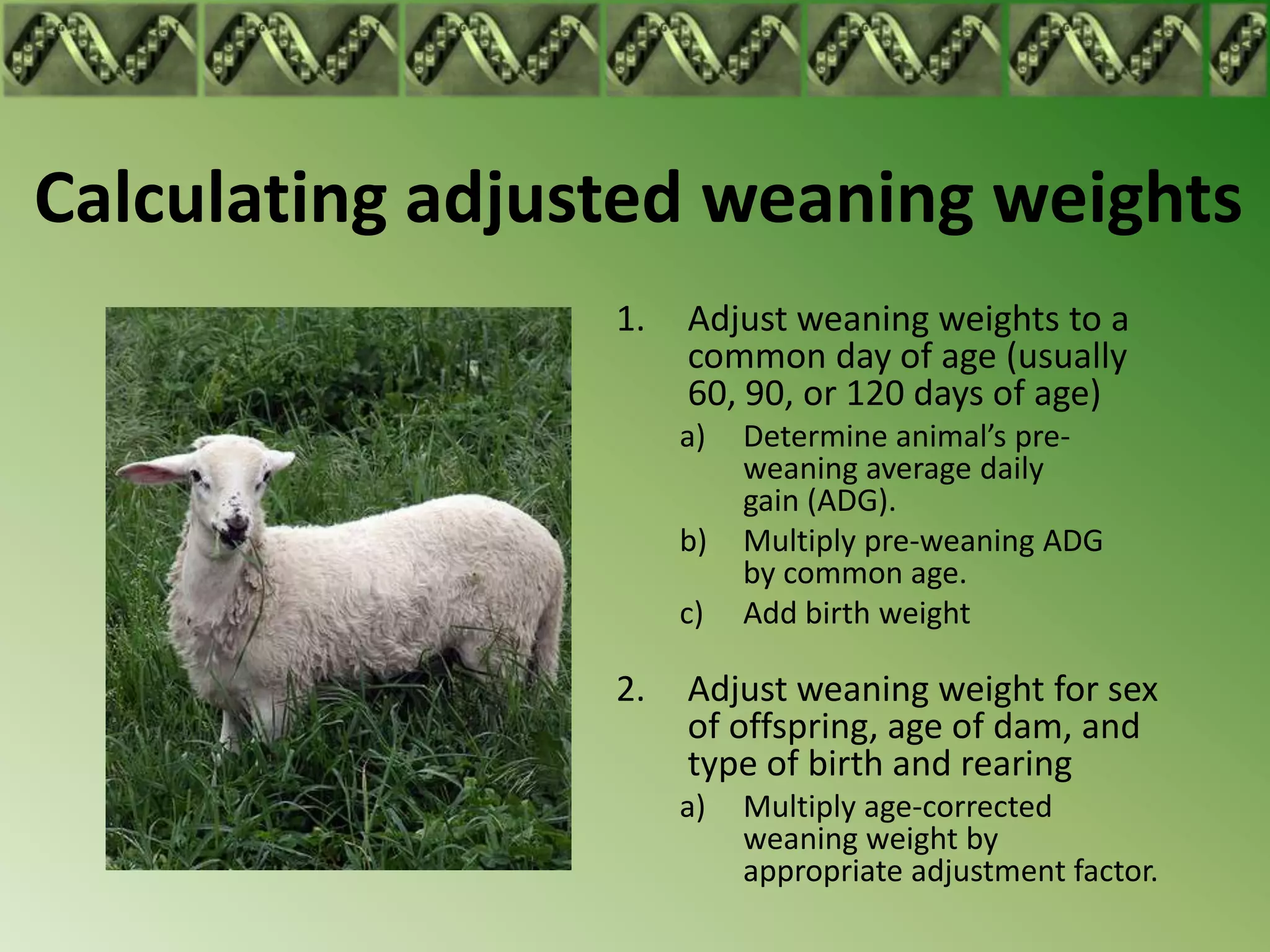Calculating adjusted weaning weights
                 1.   Adjust weaning weights to a
                      common day of age (usually
                      60, 90, or 120 days of age)
                      a)   Determine animal’s pre-
                           weaning average daily
                           gain (ADG).
                      b)   Multiply pre-weaning ADG
                           by common age.
                      c)   Add birth weight

                 2.   Adjust weaning weight for sex
                      of offspring, age of dam, and
                      type of birth and rearing
                      a)   Multiply age-corrected
                           weaning weight by
                           appropriate adjustment factor.
 