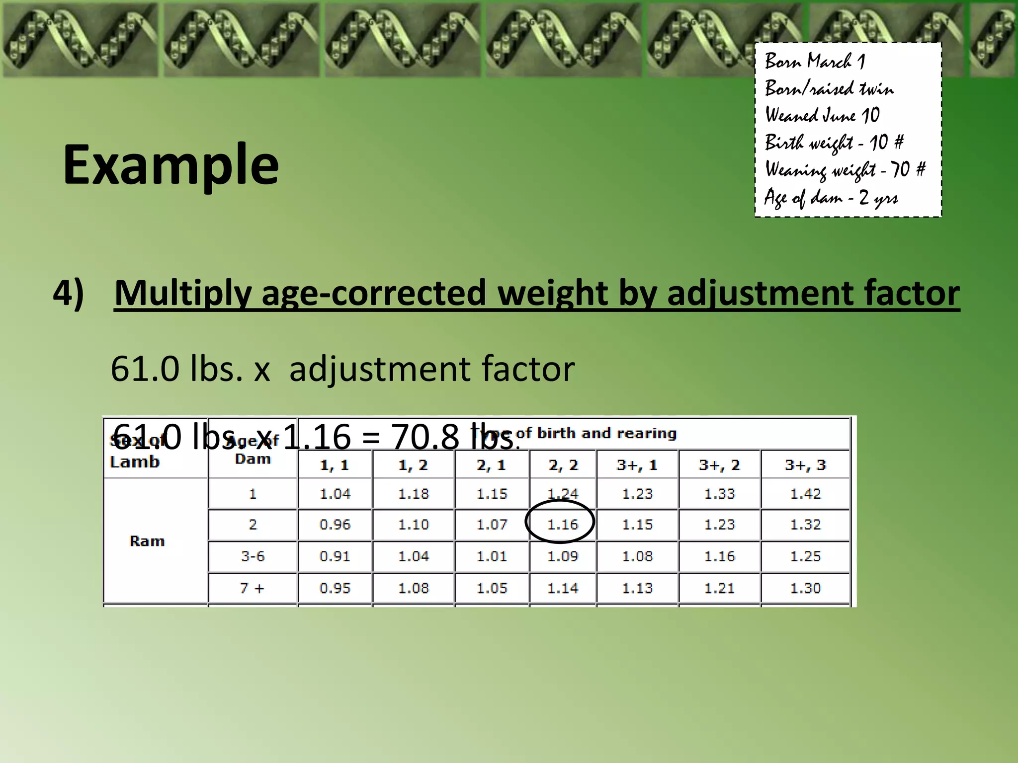 Born March 1
                                         Born/raised twin
                                         Weaned June 10
                                         Birth weight - 10 #
Example                                  Weaning weight - 70 #
                                         Age of dam - 2 yrs



4) Multiply age-corrected weight by adjustment factor
   61.0 lbs. x adjustment factor
   61.0 lbs. x 1.16 = 70.8 lbs.
 