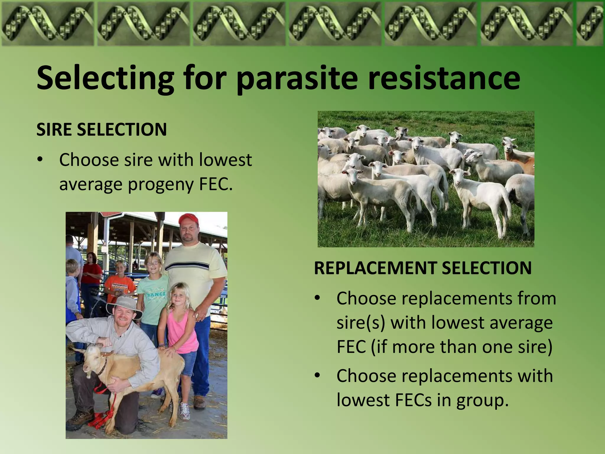 Selecting for parasite resistance
SIRE SELECTION
• Choose sire with lowest
   average progeny FEC.



                            REPLACEMENT SELECTION
                            • Choose replacements from
                              sire(s) with lowest average
                              FEC (if more than one sire)
                            • Choose replacements with
                              lowest FECs in group.
 