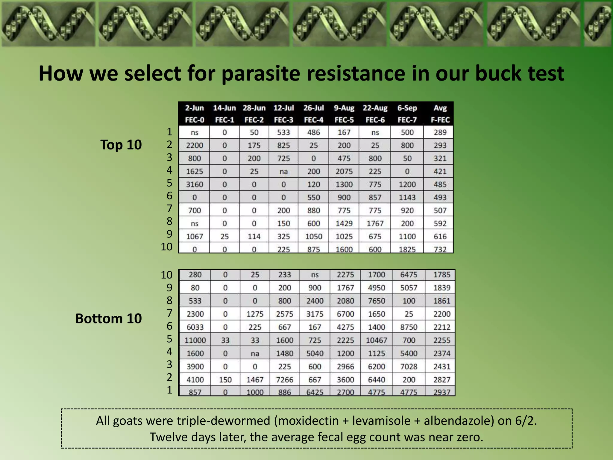 How we select for parasite resistance in our buck test

                 1
      Top 10     2
                 3
                 4
                 5
                 6
                 7
                 8
                 9
                10

                10
                 9
                 8
                 7
   Bottom 10     6
                 5
                 4
                 3
                 2
                 1

     All goats were triple-dewormed (moxidectin + levamisole + albendazole) on 6/2.
               Twelve days later, the average fecal egg count was near zero.
 