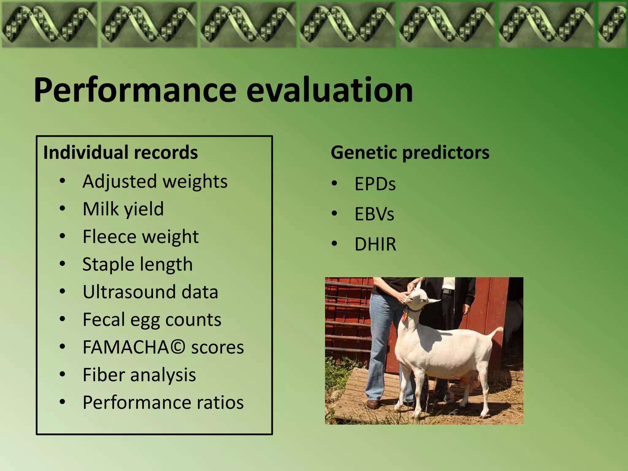 Performance evaluation
Individual records       Genetic predictors
  • Adjusted weights     • EPDs
  • Milk yield           • EBVs
  • Fleece weight        • DHIR
  • Staple length
  • Ultrasound data
  • Fecal egg counts
  • FAMACHA© scores
  • Fiber analysis
  • Performance ratios
 