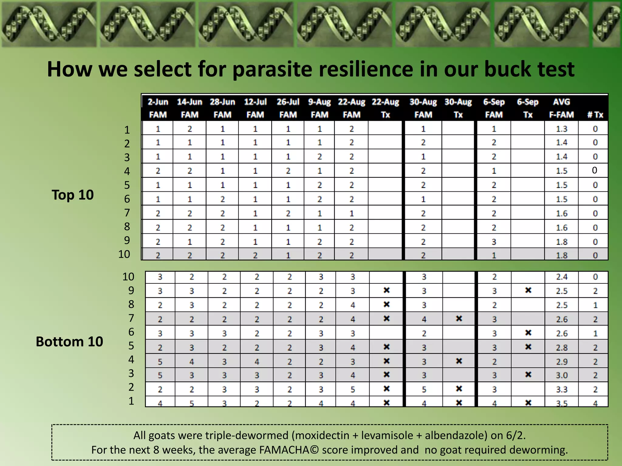 How we select for parasite resilience in our buck test

             1
             2
             3
             4                                                                                     0
             5
  Top 10     6
             7
             8
             9
            10
            10
             9
             8
             7
             6
Bottom 10    5
             4
             3
             2
             1

                All goats were triple-dewormed (moxidectin + levamisole + albendazole) on 6/2.
       For the next 8 weeks, the average FAMACHA© score improved and no goat required deworming.
 