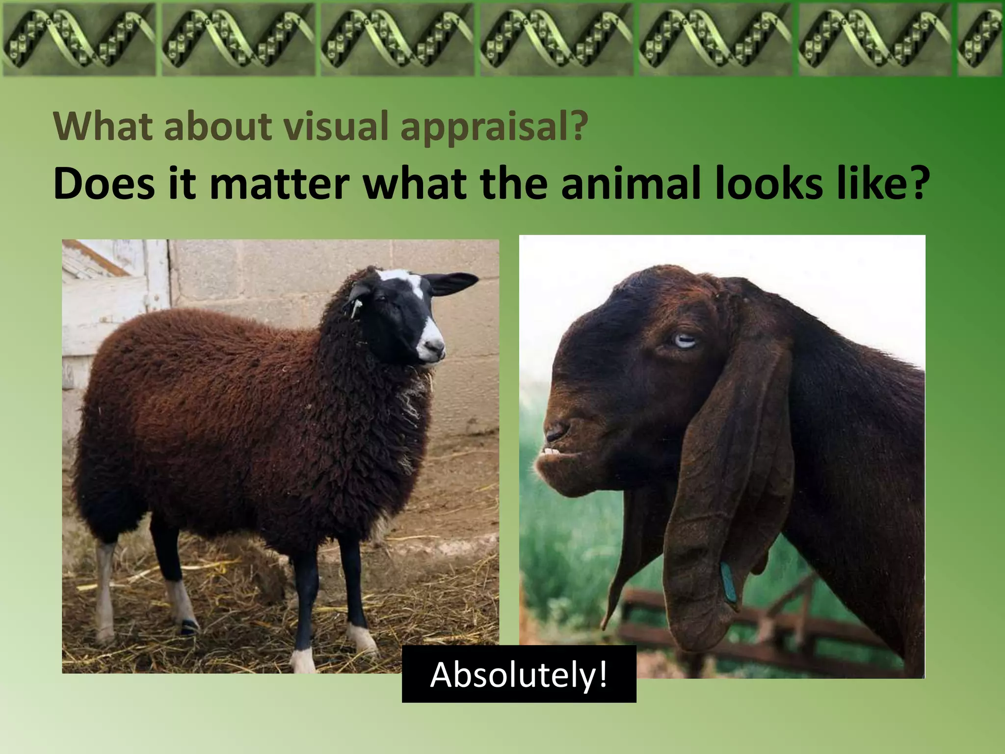 What about visual appraisal?
Does it matter what the animal looks like?




                   Absolutely!
 