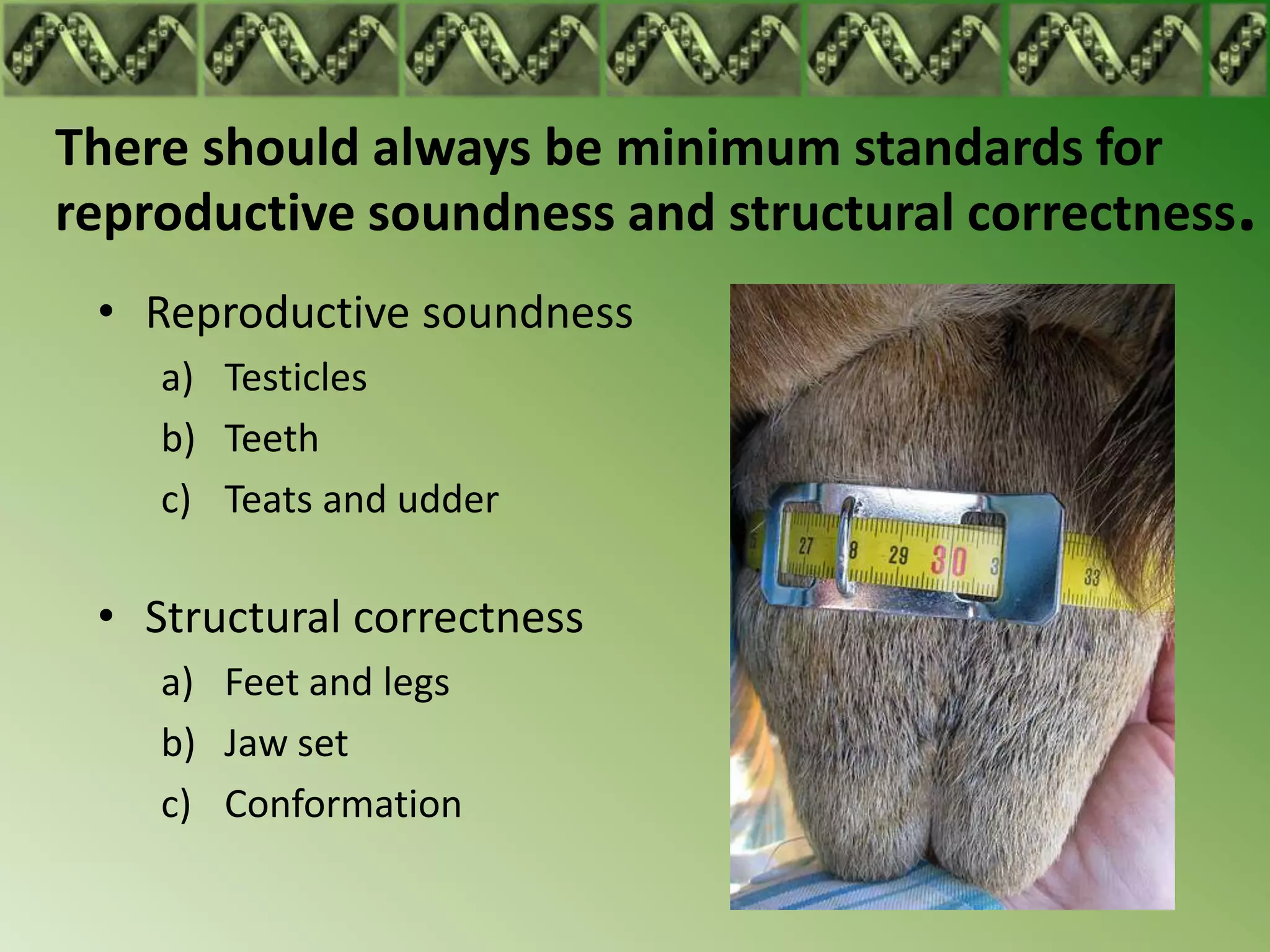 There should always be minimum standards for
reproductive soundness and structural correctness.
 • Reproductive soundness
    a) Testicles
    b) Teeth
    c) Teats and udder

 • Structural correctness
    a) Feet and legs
    b) Jaw set
    c) Conformation
 