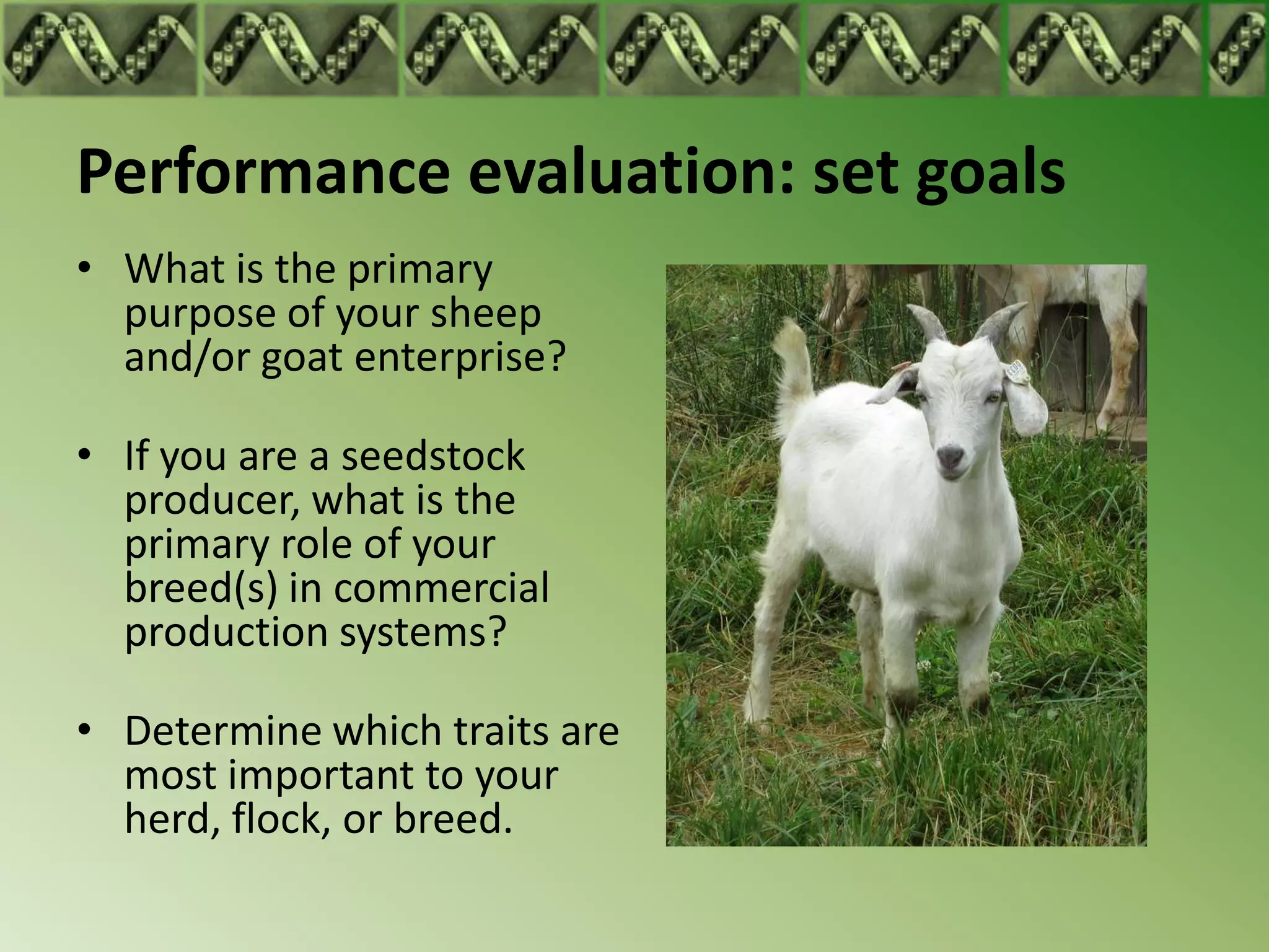 Performance evaluation: set goals
• What is the primary
  purpose of your sheep
  and/or goat enterprise?

• If you are a seedstock
  producer, what is the
  primary role of your
  breed(s) in commercial
  production systems?

• Determine which traits are
  most important to your
  herd, flock, or breed.
 