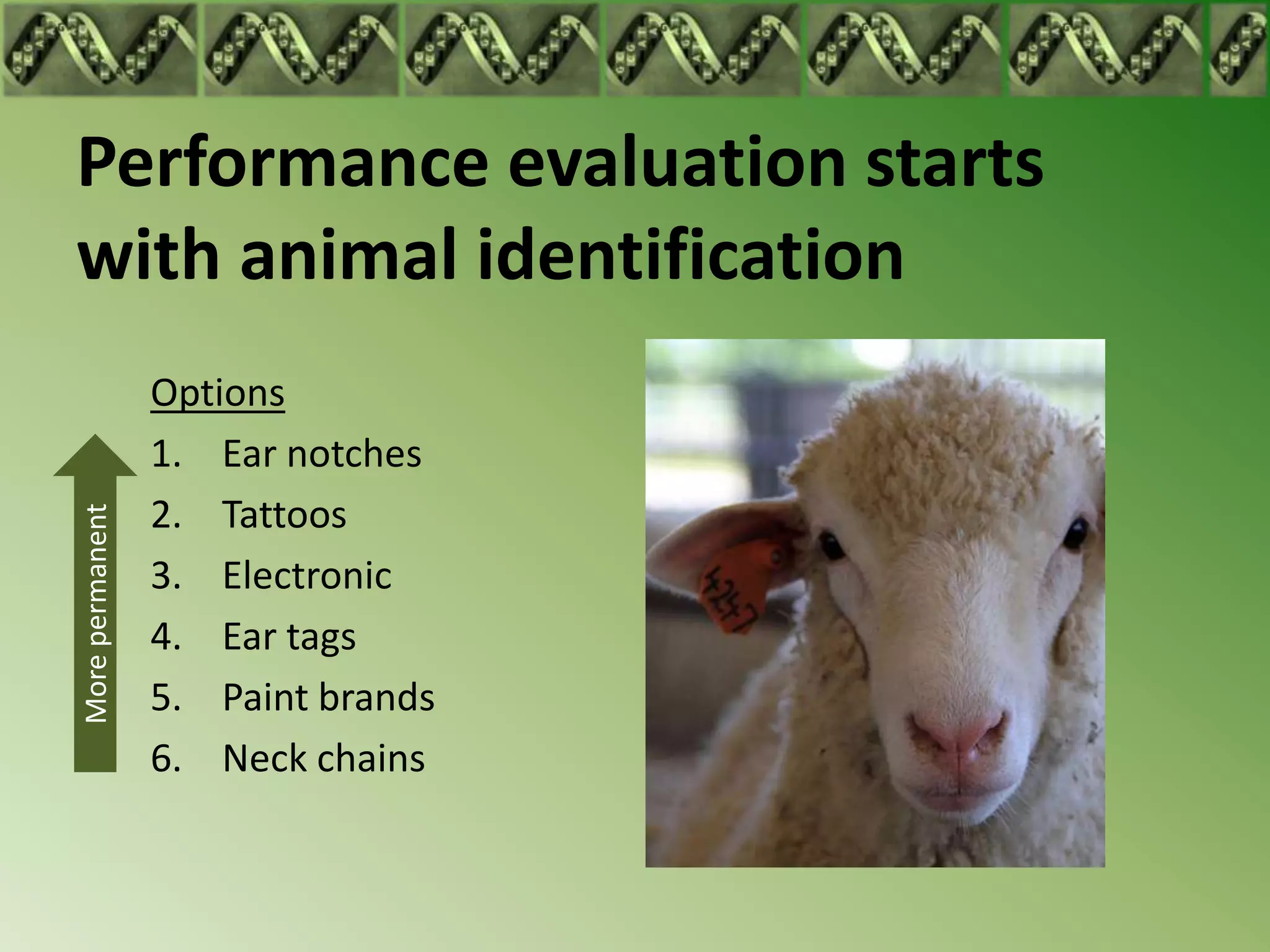 Performance evaluation starts
with animal identification
                 Options
                 1. Ear notches
                 2. Tattoos
More permanent




                 3. Electronic
                 4. Ear tags
                 5. Paint brands
                 6. Neck chains
 