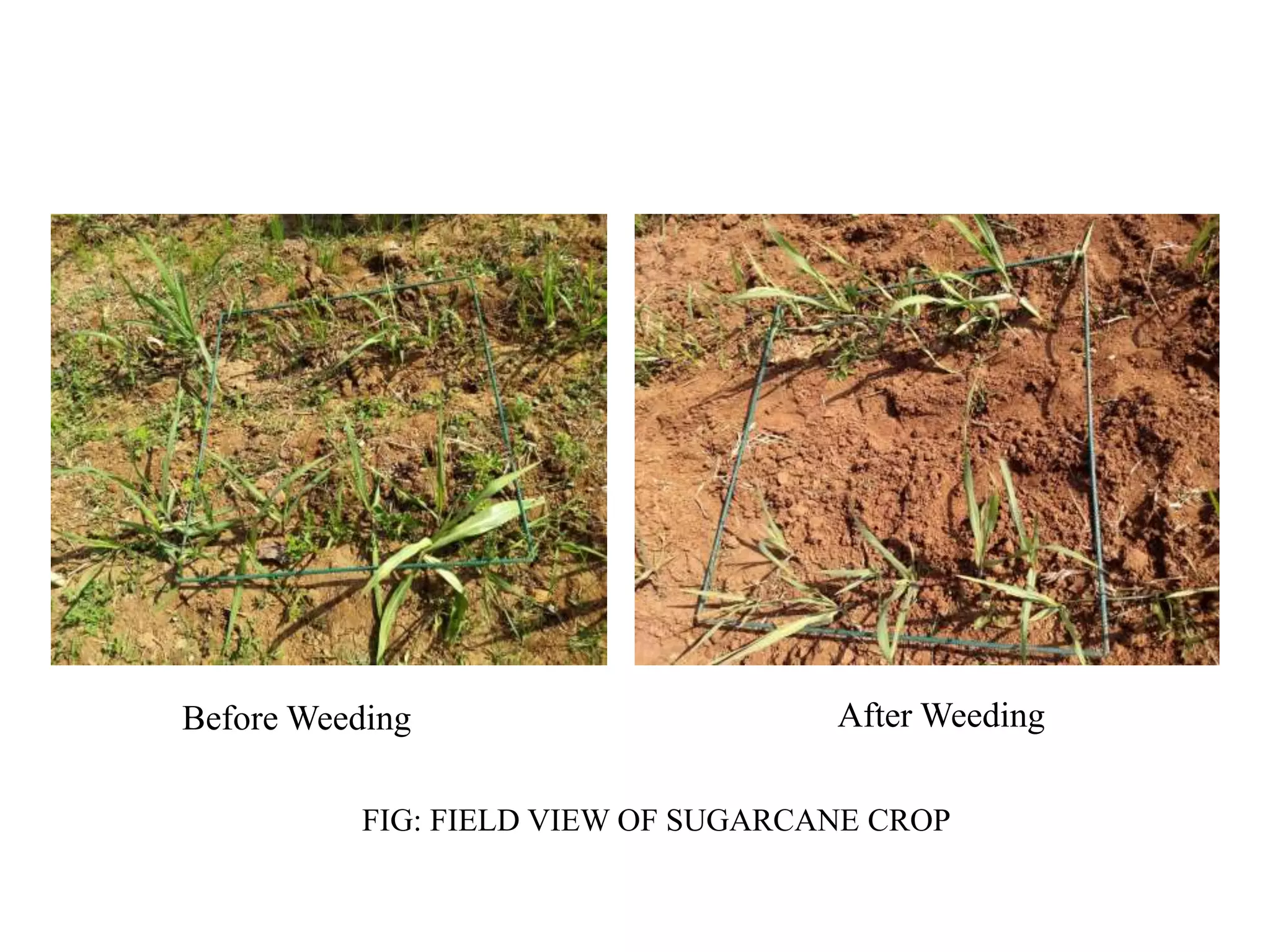 Before Weeding After Weeding
FIG: FIELD VIEW OF SUGARCANE CROP
 