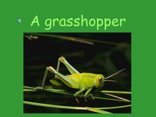 A grasshopper
 