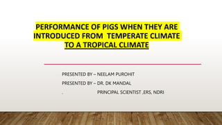 PERFORMANCE OF PIGS WHEN THEY ARE
INTRODUCED FROM TEMPERATE CLIMATE
TO A TROPICAL CLIMATE
PRESENTED BY – NEELAM PUROHIT
PRESENTED BY – DR. DK MANDAL
. PRINCIPAL SCIENTIST ,ERS, NDRI
 