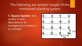 Square Method In Planting Trees Performing basic workplace calculations.pptx
