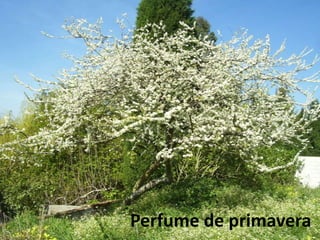 Perfume de primavera
 