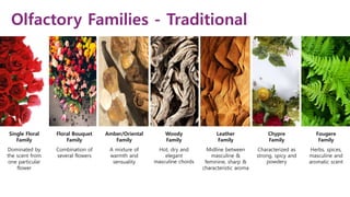Olfactory Families - Traditional
Single Floral
Family
Dominated by
the scent from
one particular
flower
Floral Bouquet
Family
Combination of
several flowers
Amber/Oriental
Family
A mixture of
warmth and
sensuality
Woody
Family
Hot, dry and
elegant
masculine chords
Leather
Family
Midline between
masculine &
feminine, sharp &
characteristic aroma
Fougere
Family
Herbs, spices,
masculine and
aromatic scent
Chypre
Family
Characterized as
strong, spicy and
powdery
 