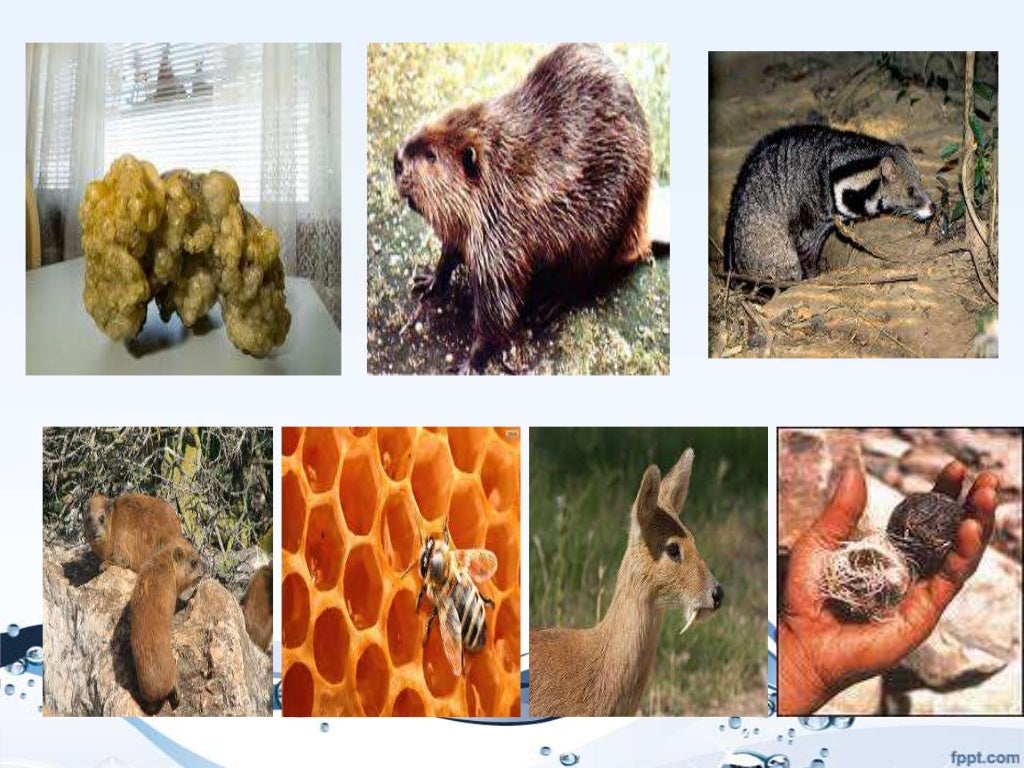 perfumes-ppt