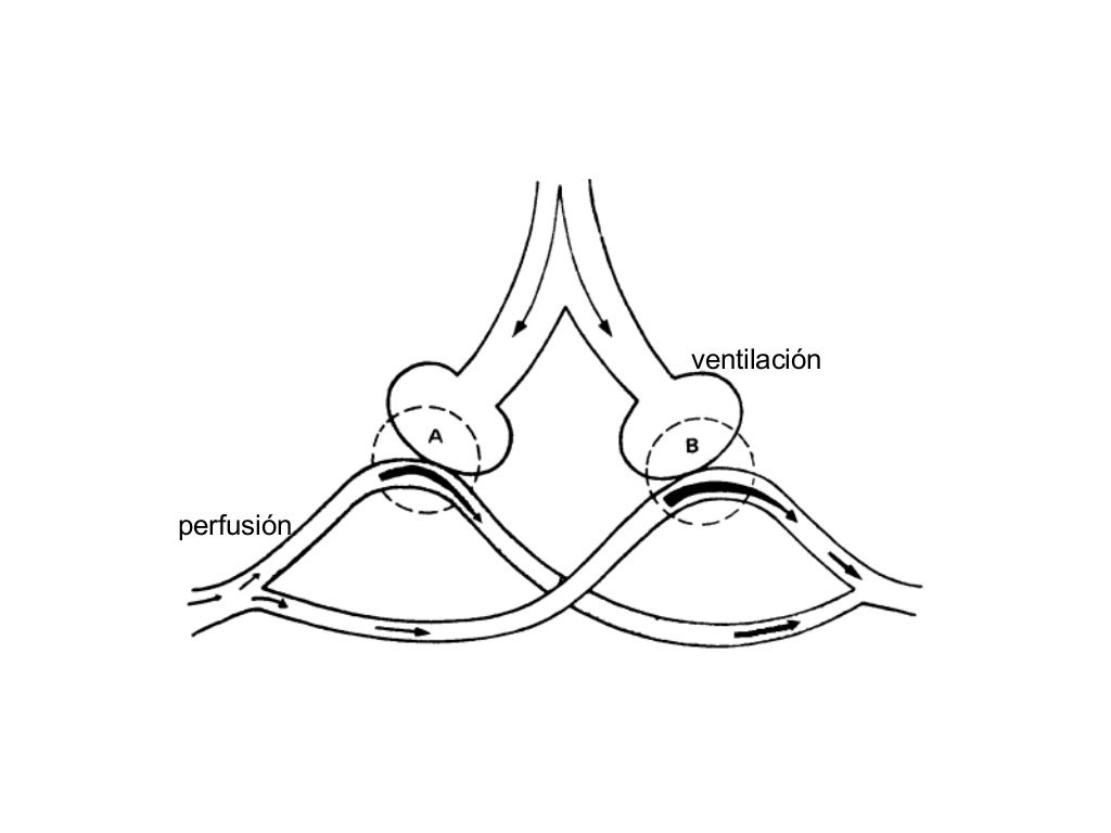 Perfusion Tisular