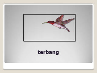 terbang
 