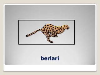 berlari
 