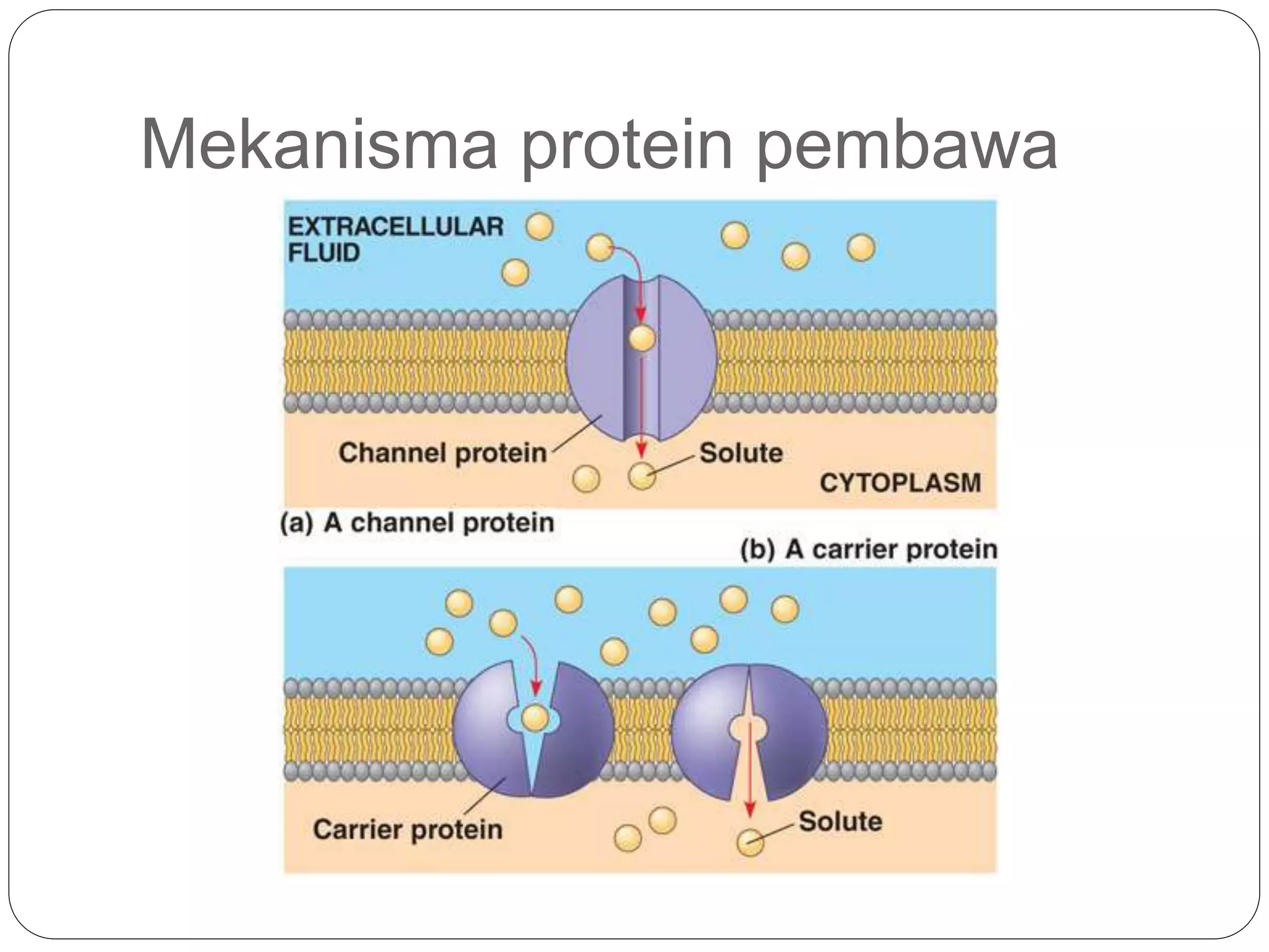 Pergerakan merentas membran plasma (2) | PPT